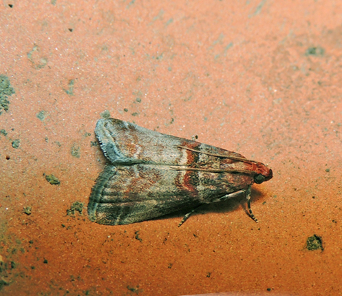 Acrobasis advenella Pyralidae